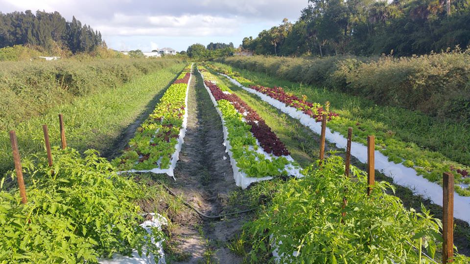 Indian River Farm Tour